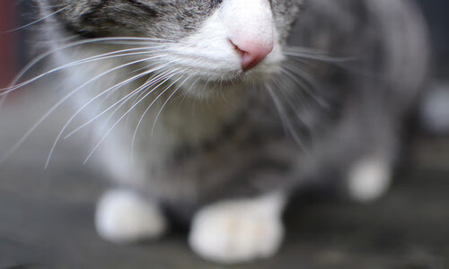 体育活动组织管理规范,体育活动组织管理规范内容