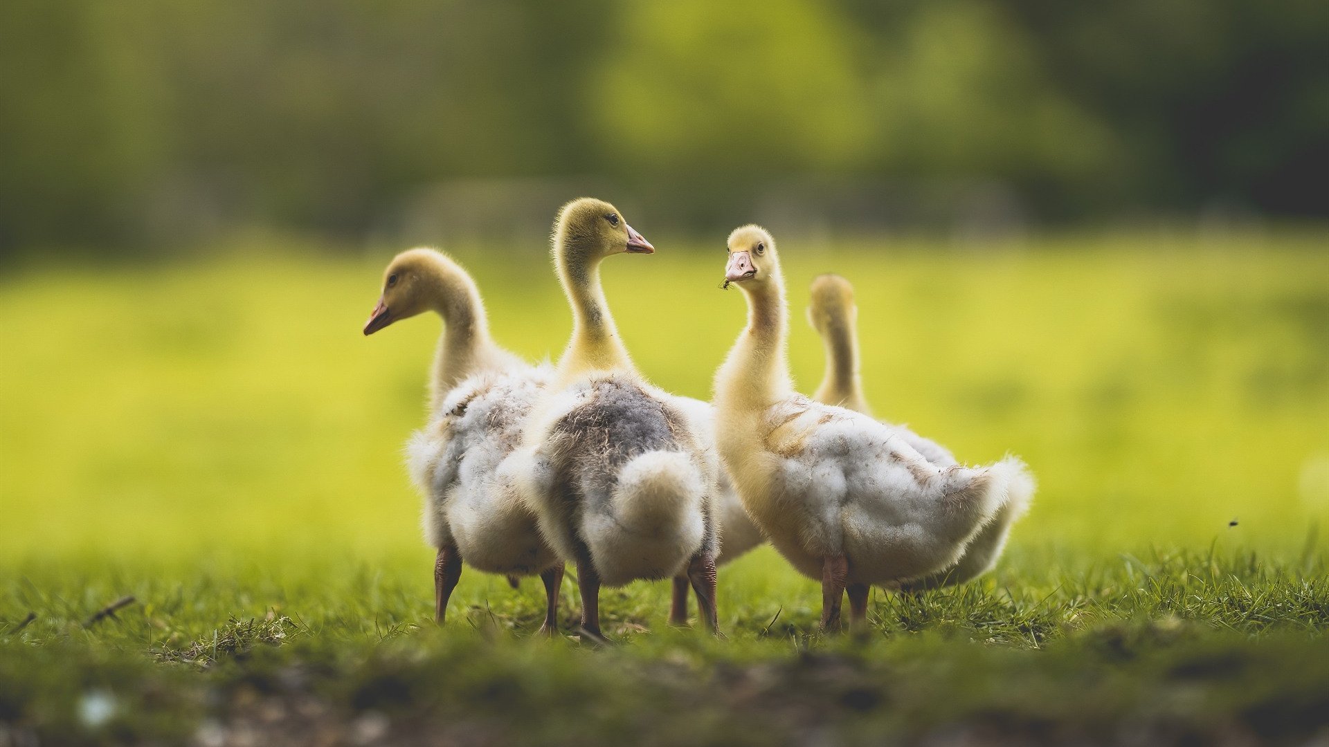 “腰旗式美式橄榄球:成都七中东部带来新兴运动挑战”