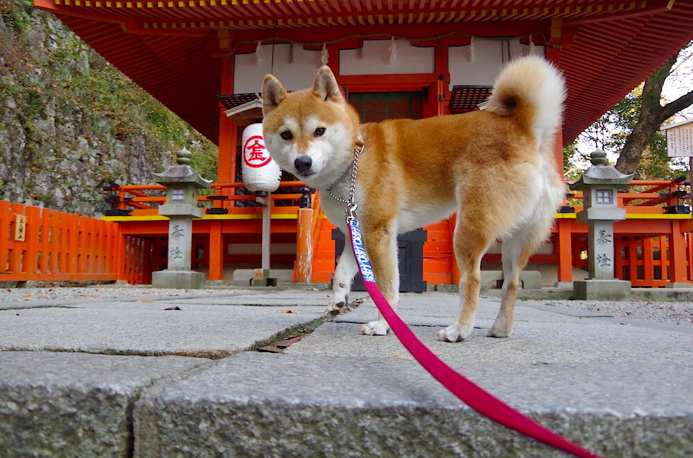 乐鱼体育app在线登录-体育新闻中心主导制定赛事媒体服务智能化流程标准，体育赛事的媒体宣传需要向媒体经营单位直接支付费用