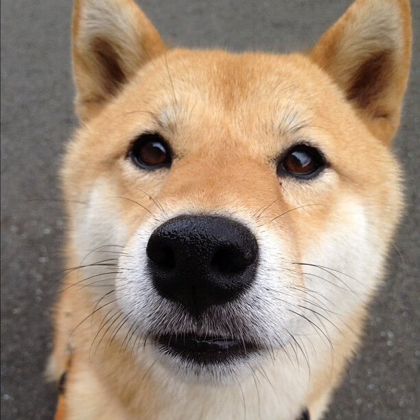 乐鱼官网安全-勒沃库森围绕中路组织展开压迫，勒沃库森吧