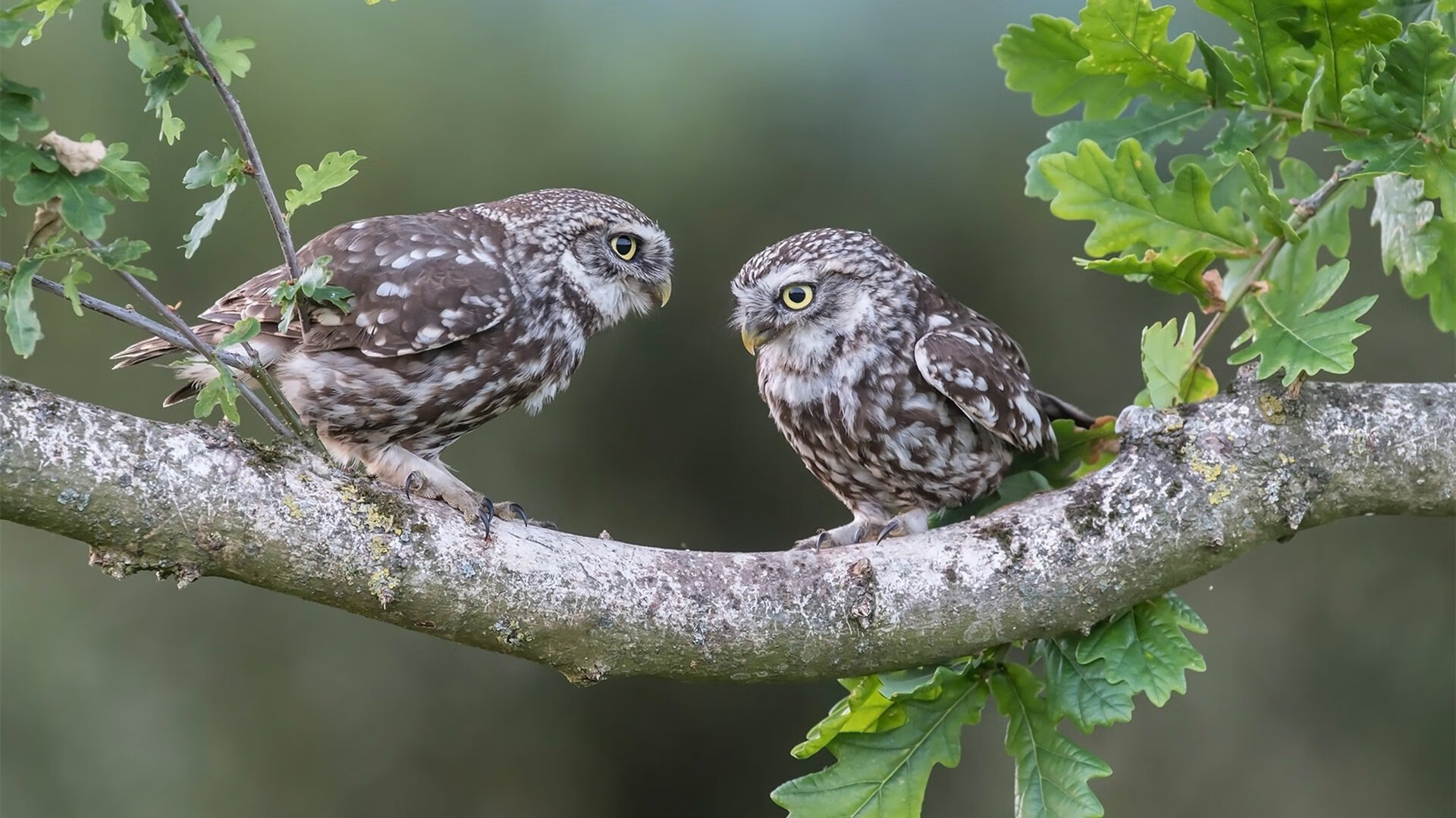 乐鱼体育app官网入口-基层足球教练专业培训缺失，足球专项教师缺失原因