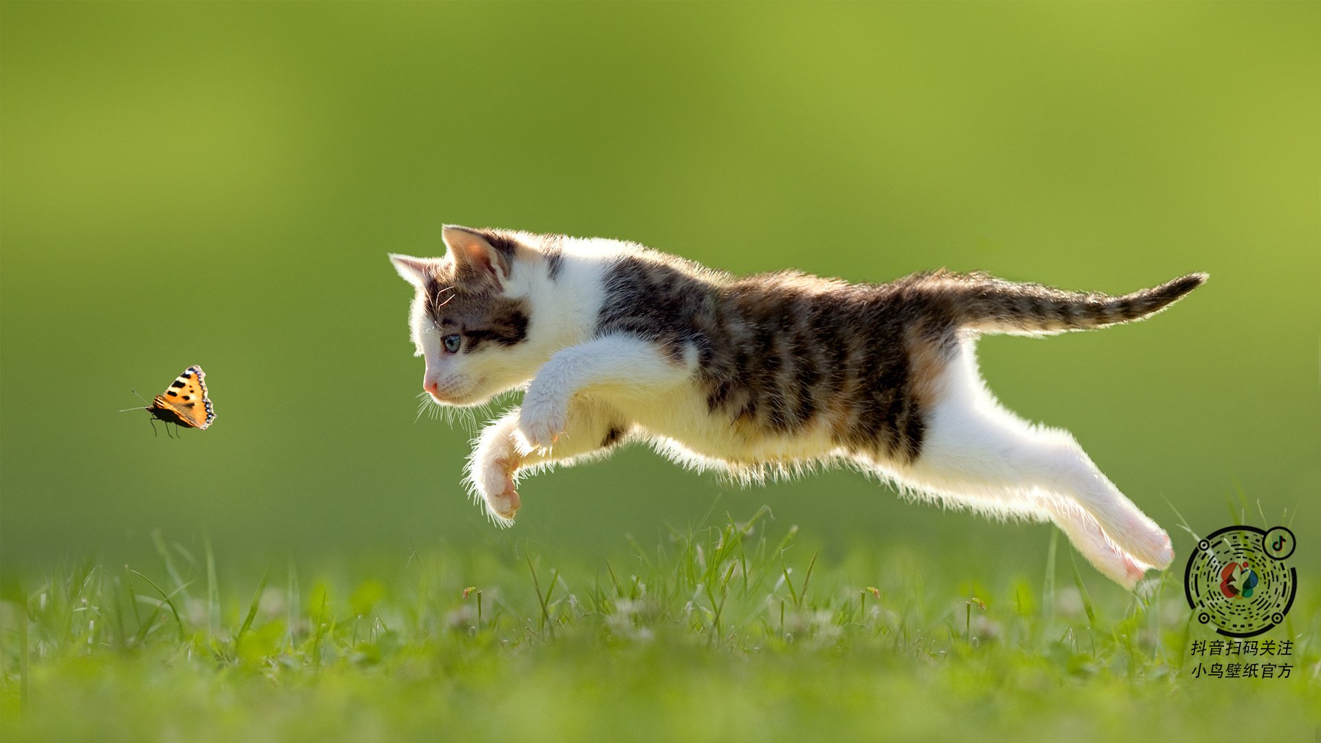 花样滑冰比赛亮点频现,花样滑冰比赛项目