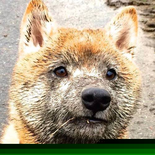 丁俊晖捐助家乡学校建设图书馆,丁俊晖 学校