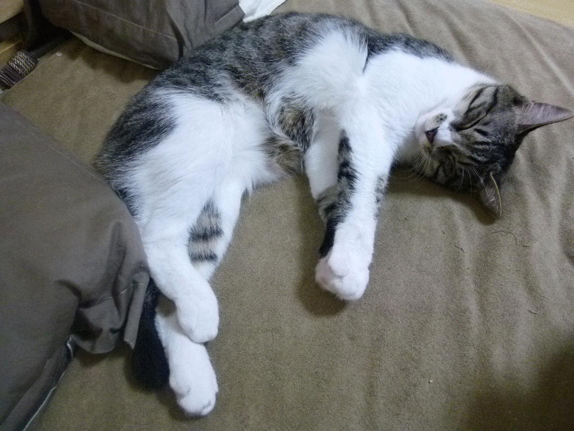 乐鱼体育在线入口-中国足球国家队实施科学恢复周期制度，中国国家足球队归化