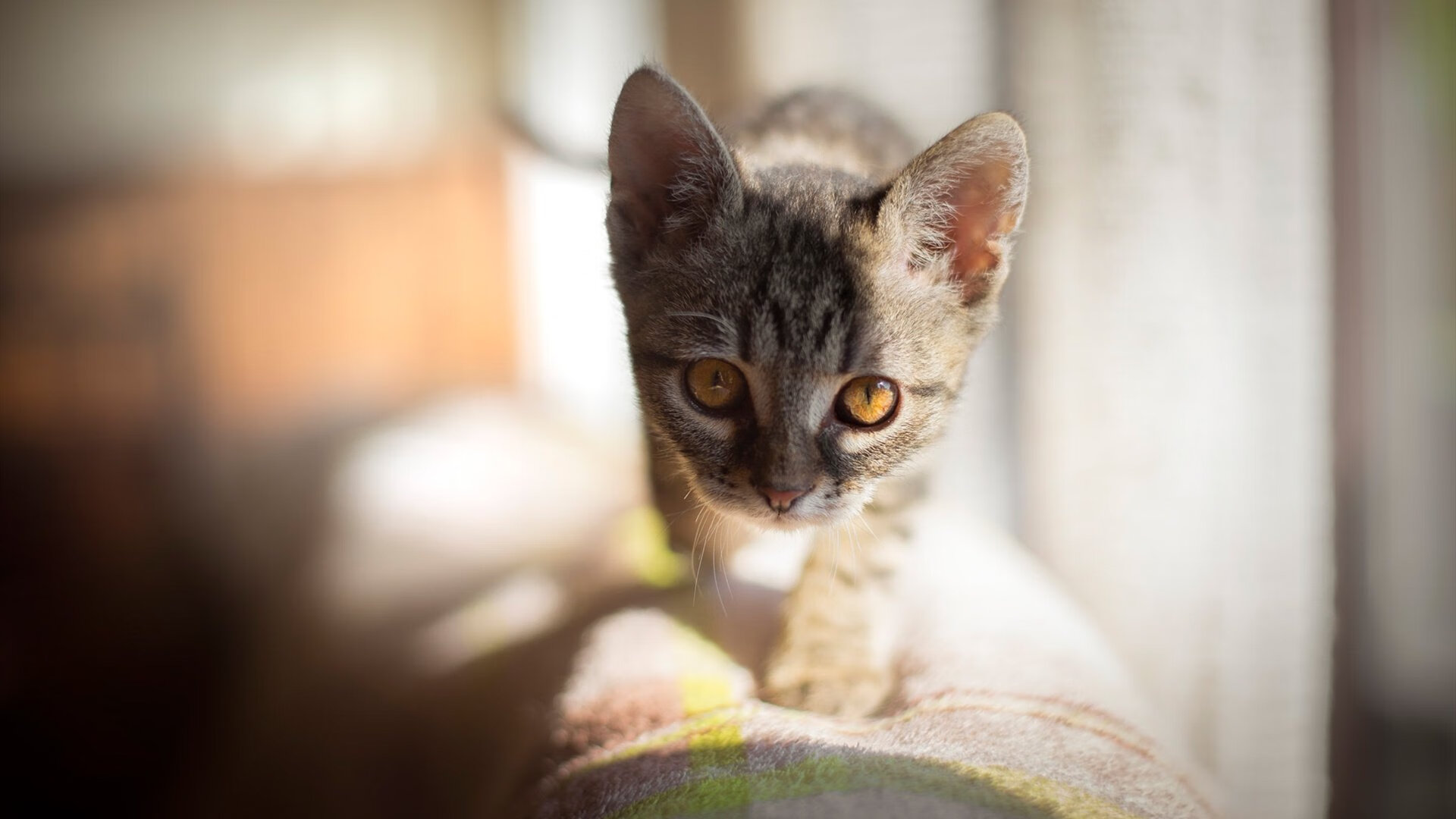 史密斯用实力回应所有质疑,史密斯y