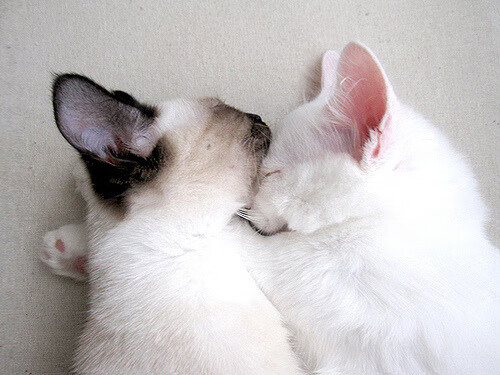 希腊女篮在欧洲锦标赛中再次夺冠,传统劲旅不止步,希腊女篮世界排名