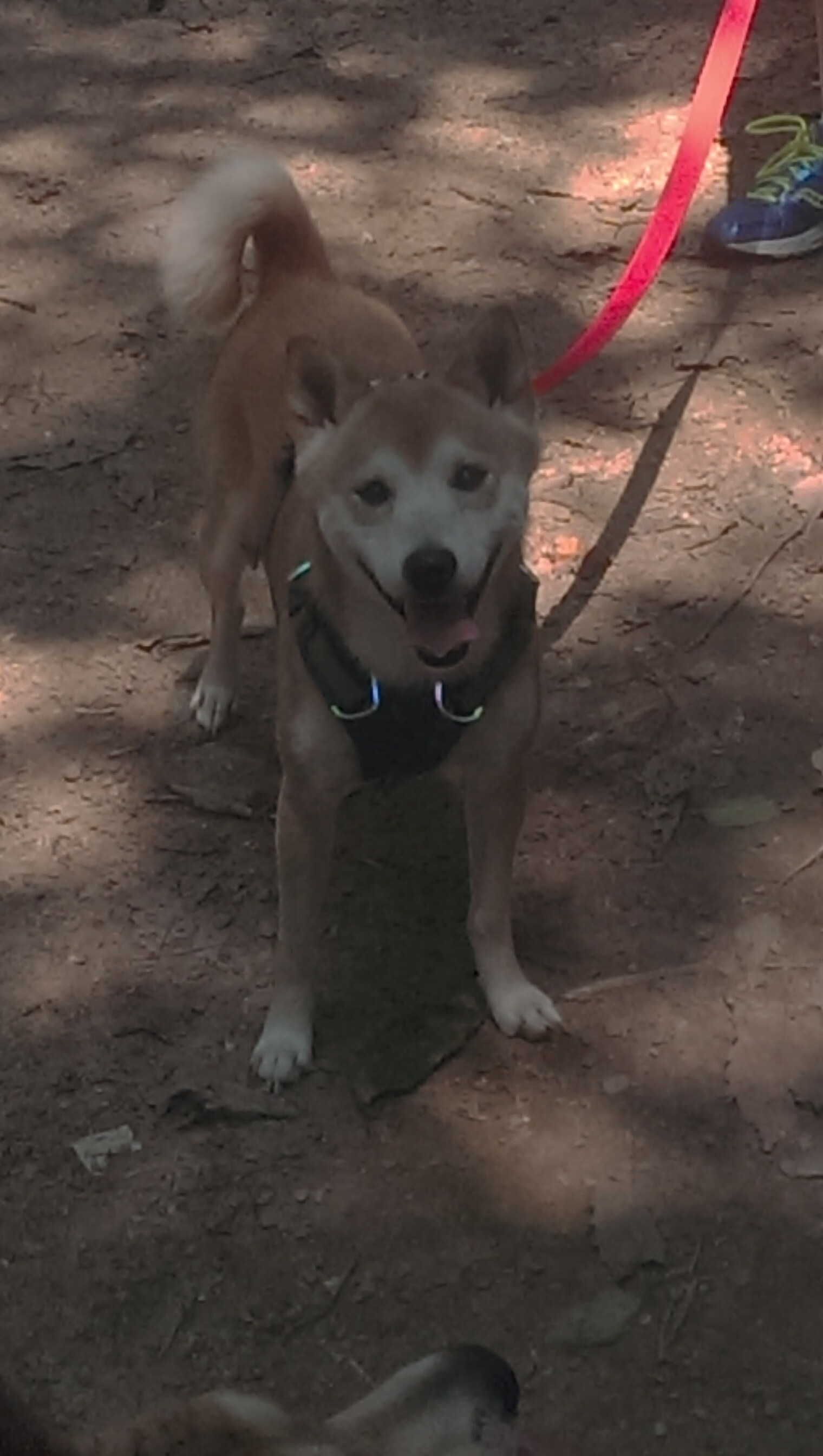 乐鱼体育app入口-庞蒂决赛表现获观众一致好评，庞蒂克还有吗