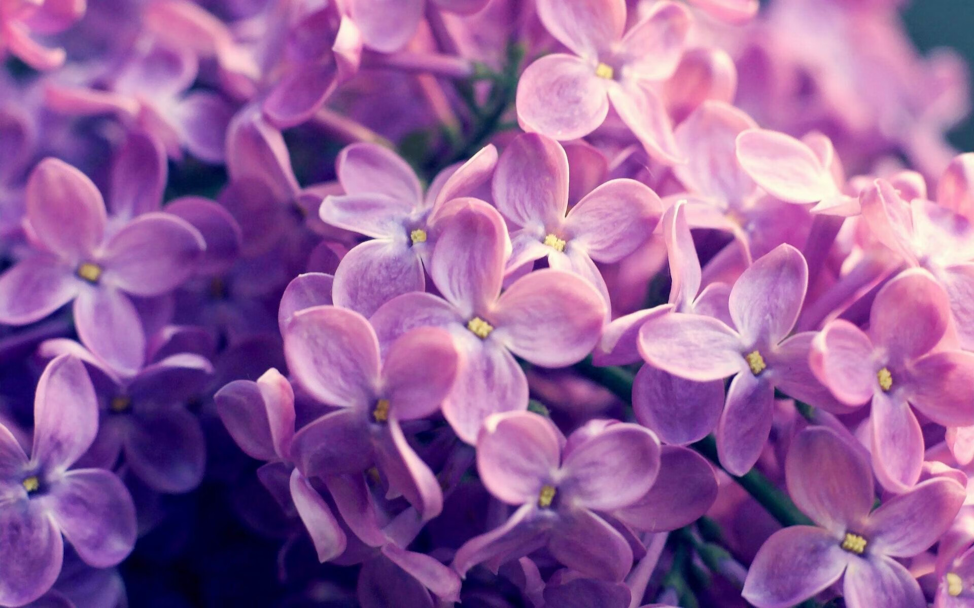 张伟丽获评最佳技术型选手,张伟丽技术特点分析