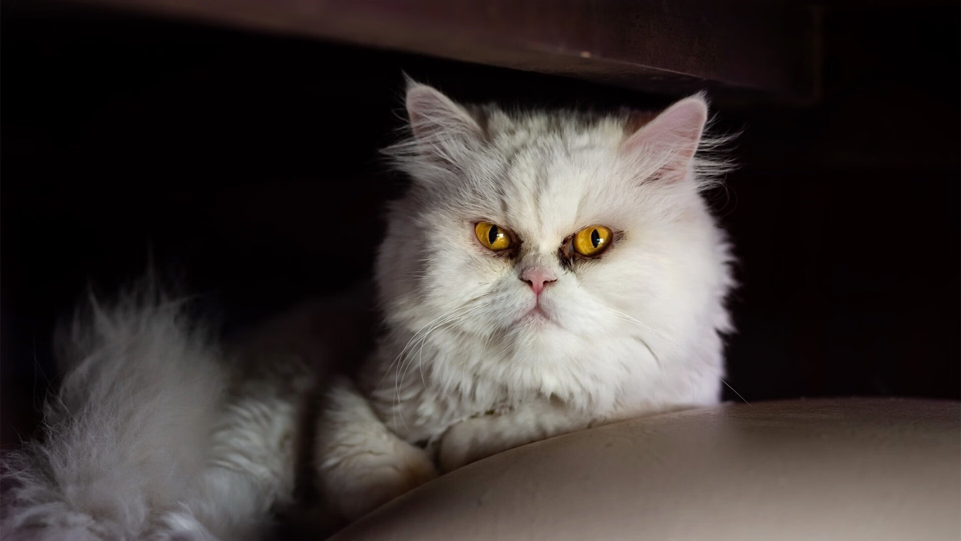 乐鱼体育app下载地址-恩多比·恩乔：南非队的进攻大师，注定成为赛场上的焦点，恩多拉是哪个国家